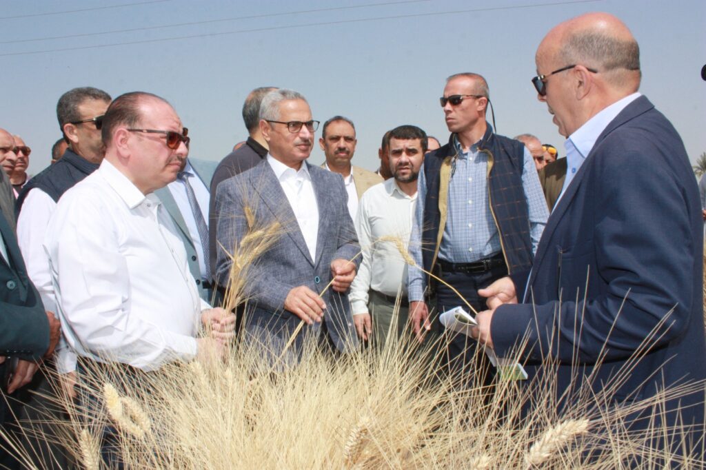 محافظ بني سويف يفتتح موسم حصاد القمح ويوجه رسائل للمزارعين 