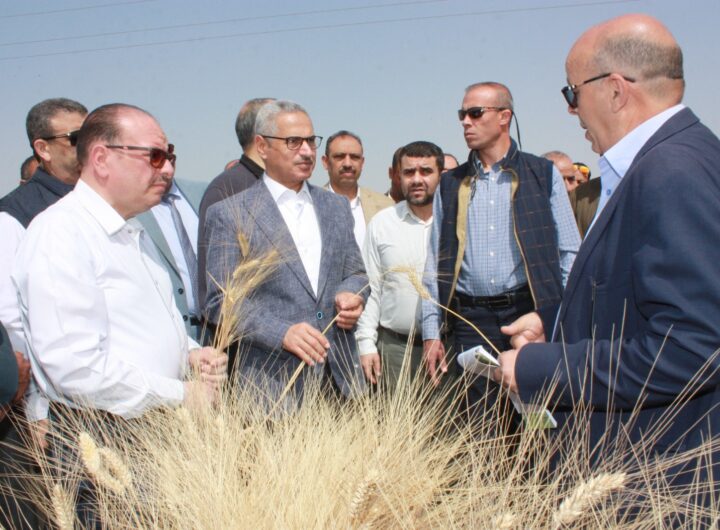 محافظ بني سويف يفتتح موسم حصاد القمح ويوجه رسائل للمزارعين 